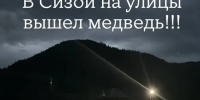 Медведь вышел на улицы Сизой. Хищник полез в огороды - Медиагруппа Юг Сибири