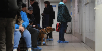Погибли после плановой прививки: опасную вакцину для собак начали изымать из оборота - КП Челябинск