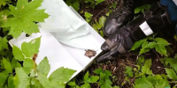 В детском саду Ульяновска спасатели поймали летучую мышь - Комсомольская правда