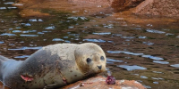 Раненую ларгу спасают волонтёры в Приморье - ГТРК Владивосток