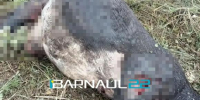 В Ельцовском районе активизировались медведи - Barneos22.ru
