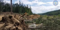 Золотая лихорадка вне закона: недропользователь из Тындинского округа ответит за лес перед судом - gtrkamur.ru - ГТРК Амур