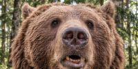 Медведь - ParmaNews.Ru