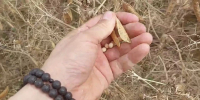 Николо-Шартомский монастырь расширяет сельскохозяйственную деятельность: первый опыт посева рапса - Шуйская епархия