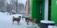 В Слободском районе собака покусала мужчину - Свойкировский.рф