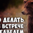 Как вести себя при встрече с медведем. - Шипуновский район