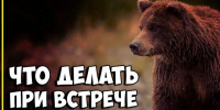 Как вести себя при встрече с медведем. - Шипуновский район