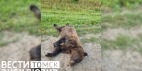 На трассе Томск - Мельниково найдена мертвая медведица - ГТРК Томск