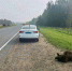 Медведица погибла после наезда фуры на трассе под Томском - News.VTomske.Ru
