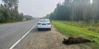Медведица погибла после наезда фуры на трассе под Томском - News.VTomske.Ru