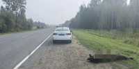 На трассе «Томск — Карпгала — Колпашево» насмерть сбили медведя - Комсомольская Правда