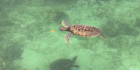 «Помнит динозавров»: жители Дмитрова встретили гигантскую черепаху — герпетолог уверен, что радоваться нечему - MosRegToday.Ru