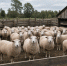Охотобщество оштрафовали за 322 овцы из Татарстана без документов - Newsler.Ru