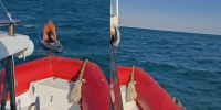Новосибирца унесло в море на сапборде на пять километров в Крыму - КП-Новосибирск