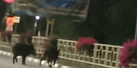 В Грязях по улице Советской разгуливали кабаны - Gorod48.ru