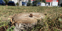В Орле детсад не смог вовремя заплатить за вырубку деревьев - OrelGrad.Ru