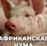Внимание! Африканская чума!. - Далматовский муниципальный округ