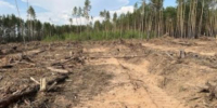 Более 430 гектаров леса очистят от ветровала в Киренском районе - Baikal24.Ru