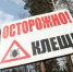 Почти 7 тысяч нижегородцев покусали клещи - ИА Нижний сейчас