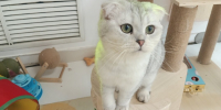 кошка - V-Kurse.Ru