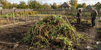 Огородники молчат об этом лайфхаке: как превратить груду ботвы в суперудобрение за копейки - Pro Город Ухта