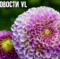 Сегодня во Владивостоке до +25 °С - NewsVl.Ru