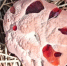 гиднеллум пека - РИА Омск-информ