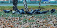 В Челябинской области спрогнозировали заморозки до -3 градусов и дожди - Pchela.News