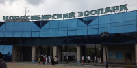 Ко дню рождения новосибирского зоопарка состоится концерт филармонии на Лебедином озере - Precedent.TV