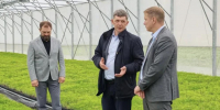 Сосны для лесовосстановления выращивают в теплице Сосновоборского округа - Газета Рабочий