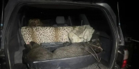 Вместо косули застрелил кабана: охотник из Благовещенска объяснил ошибку кустами - gtrkamur.ru - ГТРК Амур
