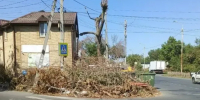 Тротуар в ростовской Берберовке второй месяц завален ветками после урагана: жители бьют тревогу - Ростов161