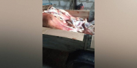 Из Воронежской области пытались вывезти 40 туш мелкого рогатого скота без документов - РИА Воронеж