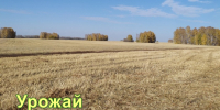 О ходе уборочной кампании в Шелаболихинском районе. - Шелаболихинский район