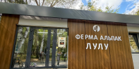 У курганцев появилась возможность покормить альпак яблоками и сделать фото с оленями и экзотическими овцами - Новый мир