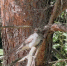Редкая встреча на Босоногой тропе: в Дендрарии замечена самка кукушки! - Национальный парк Лосиный остров