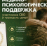 В «ВКонтакте» запустили чат поддержки для участников СВО и их семей - Министерство труда и социальной политики ЛНР