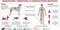 Как избежать укуса собаки? - Кигинский район