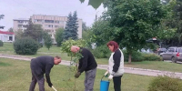 В Брянске в сквере Челюскинцев высадили четыре новых клёна - БрянскToday.Ru