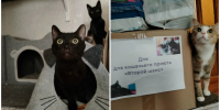 Сотрудники «Ситиматик» передали приюту для кошек почти 20 кг кормов и ухода - Комсомольская правда