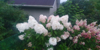 На выходные в Кинешме прогнозируют заморозки - Kineshemec.Ru