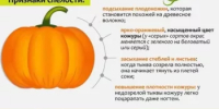 Признаки спелости тыквы - Калтасинский район
