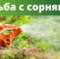 Почему важно бороться с сорняками осенью? - Калтасинский район