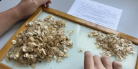 В Ставропольской лесосеменной станции установят качество семян вяза приземистого и акации белой - Рослесозащита