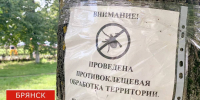Брянцев предупредили: осенние клещи опаснее майских - БрянскToday.Ru