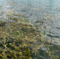 В Коми вода в Печоре поднимается на метр в сутки - Комсомольская Правда