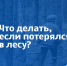 Советы от МЧС России для безопасного похода в лес - МЧС Псковской области