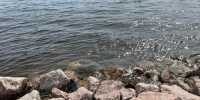Петербуржцам назвали единственный пляж, пригодный для купания - Neva.Today