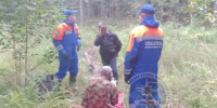Грибник сломал ногу в лесу у Старой Малуксы, его вытаскивали поисковики - 47 новостей
