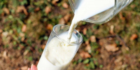 Россельхознадзор нашел нарушения в молочной продукции из «Чижика» и «Светофора» - Газета Брянские новости